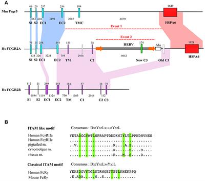 Evolutionary Story of the Low/Medium-Affinity IgG Fc Receptor Gene Cluster